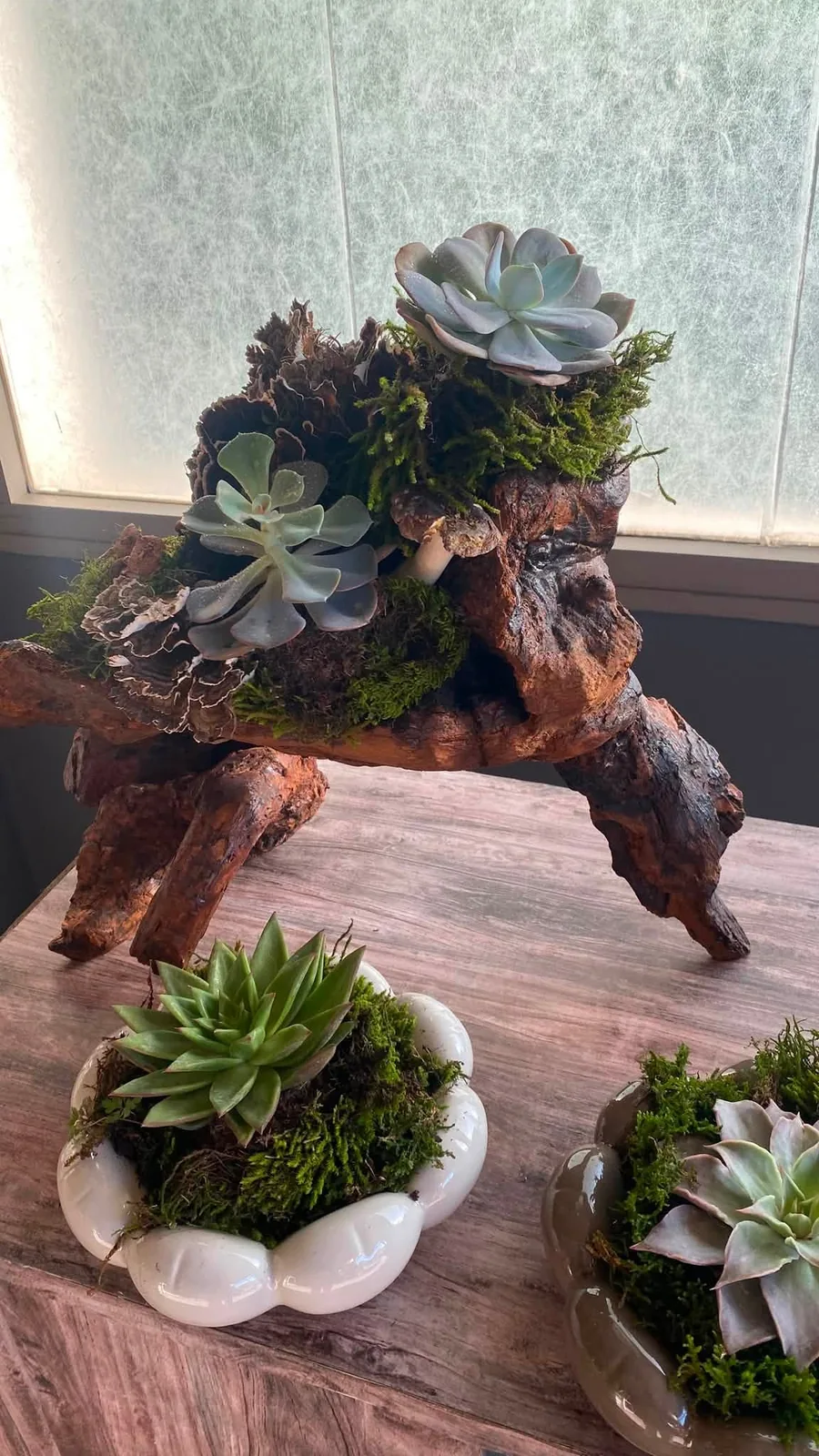 Creazione botanica artigianale con piante grasse e legno naturale